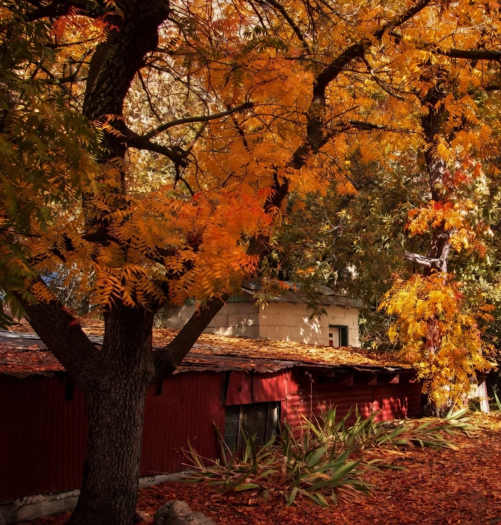 The Holiday Series — The Harvest, No. 1