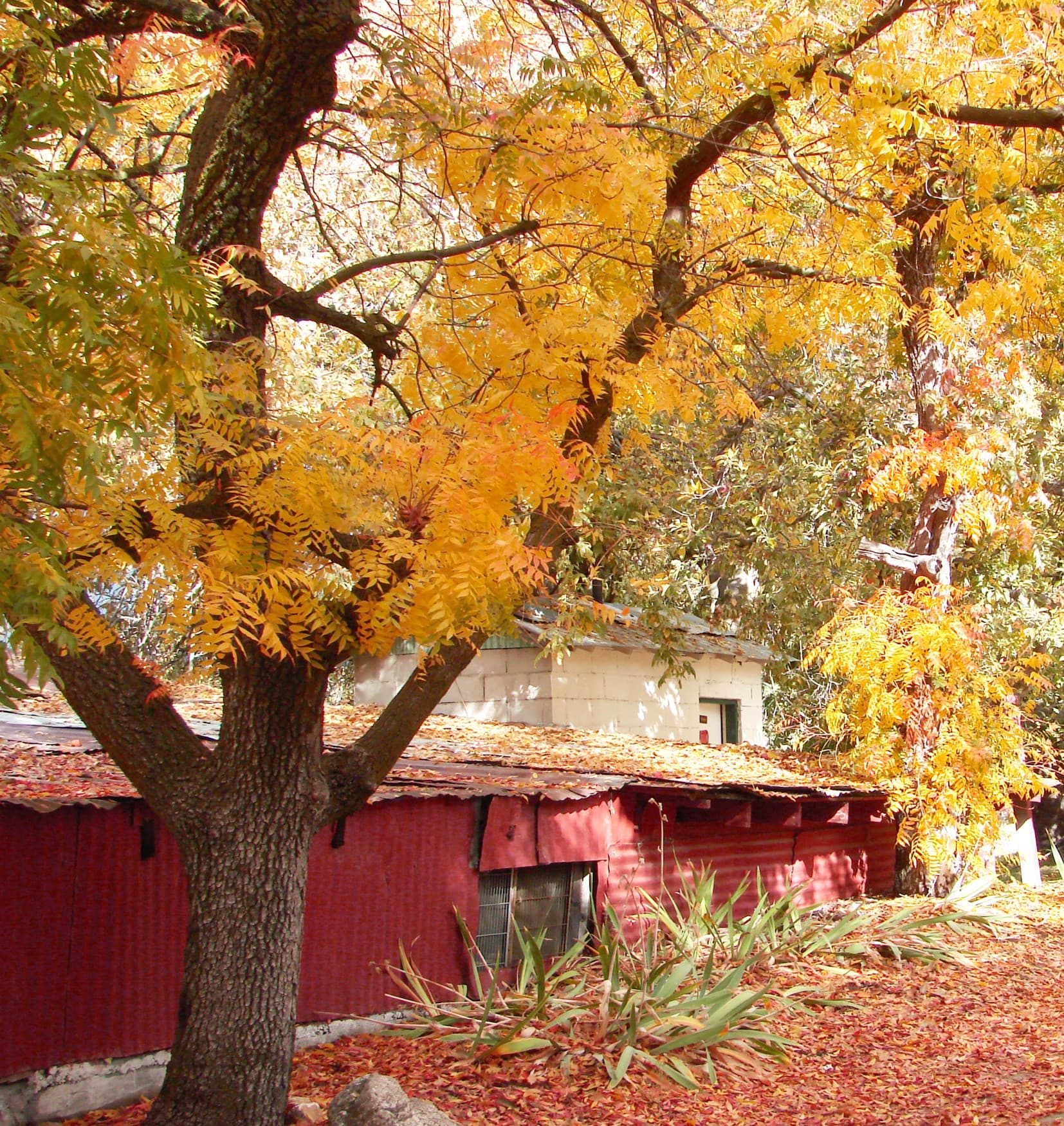 The Holiday Series — The Harvest, No. 1, autumn wooden puzzle limited edition